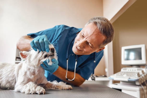 Best Emergency Dental Care for Broken or Chipped Teeth in Malverne, NY